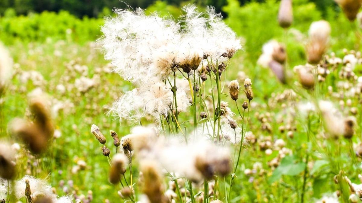 Close-up of wildflowers with white seed heads growing in a green field in Lockbourne, Ohio